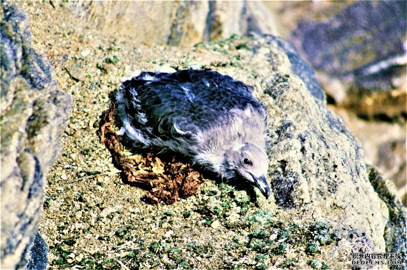 照片2南极贼鸥的幼鸟 - 副本.JPG